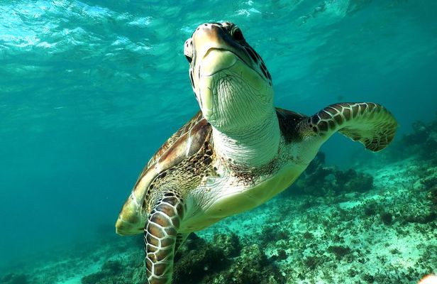 Turtles and Cenote snorkeling activity from Riviera Maya