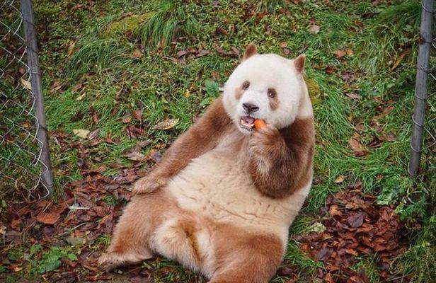Private Day Tour:Xi'an Panda（QI ZAI） and Terracotta Warriors Museum