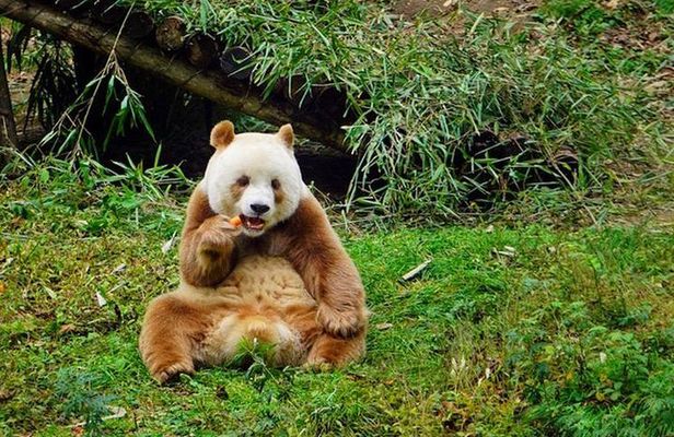 Private Day Tour: Xi'an Panda(QI ZAI)and City Highlights