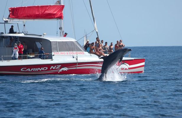 Carino Wildlife Cruises - Island and Wildlife Day Cruise