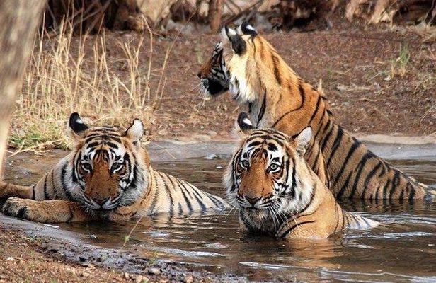 Kathmandu Pokhara & Chitwan Tour with Rafting -8 Days