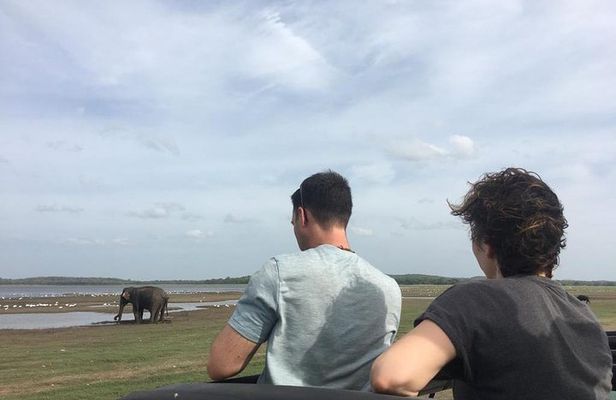 Private Jeep Safari at Minneriya National Park