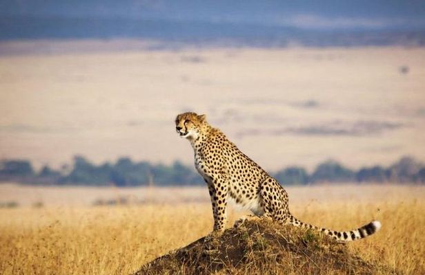 4 Days Masai Mara & Lake Nakuru Lodge Safari