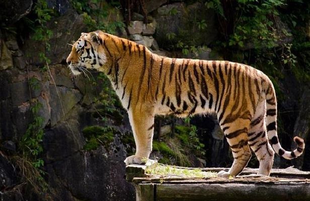 Delhi Agra Jaipur Tour with Ranthambore Wildlife Safari