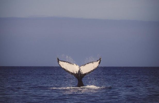 Oahu Whale Watching Excursion