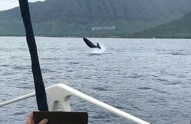 Waikiki Deluxe Catamaran Whale Watch