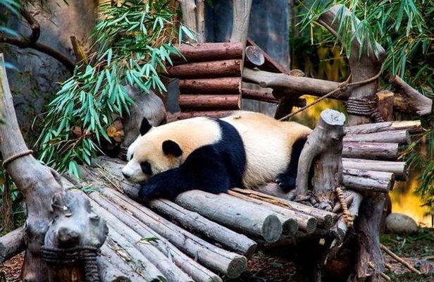 Private Chengdu Panda Breeding Center Day Trip With From Xi'an By Bullet Train