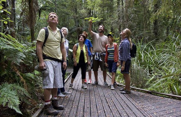 Bay of Islands Shore Excursion: Puketi Rainforest Guided Walk