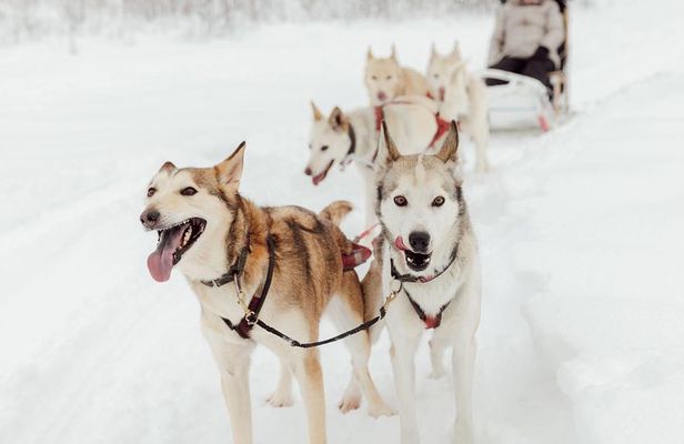 Mush Your Own Sled Dog Team
