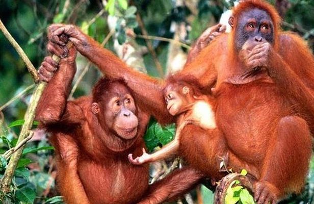 Orang Utan Island Day Tour (Private)