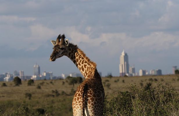 Nairobi National Park guided tour