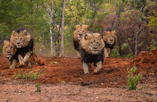 Lion & Wildlife Sanctuary Excursion Victoria Falls