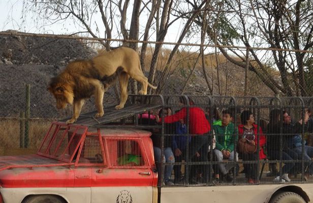 Safari Park ticket