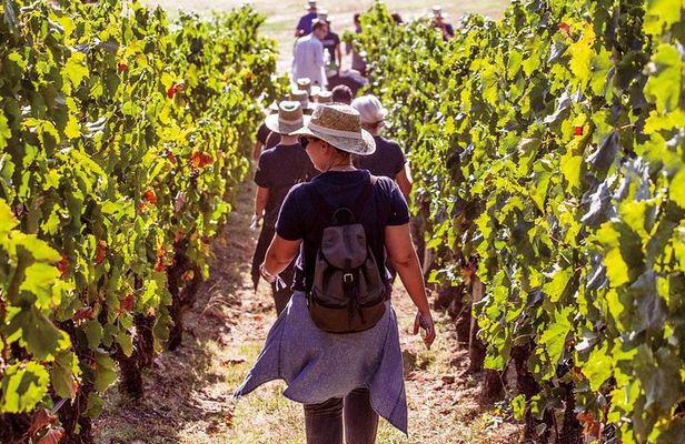Athens Wine Tour - An Outstanding Full Day Experience For Dedicated Winelovers