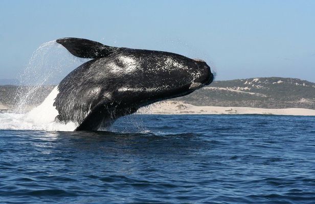 Whale Watching Hermanus - Boat base