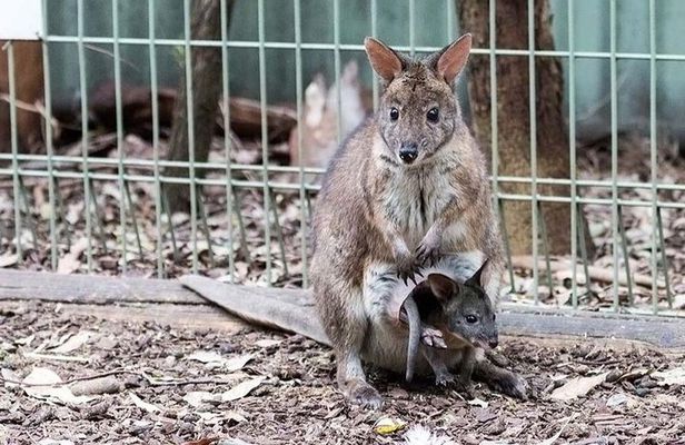 Blue Mountains Private Tour Sydney: Koala, Kangaroo, Scenic Views