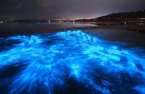 Sunset Bioluminescent Comb Jelly & Dolphin Tour