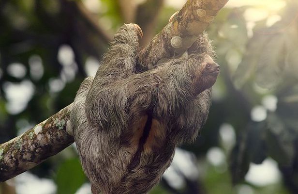 Sloth Sanctuary + Rafting class II & III Combo