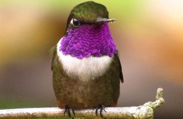 Birdwatching day in Chingaza and Observatorio de Colibries