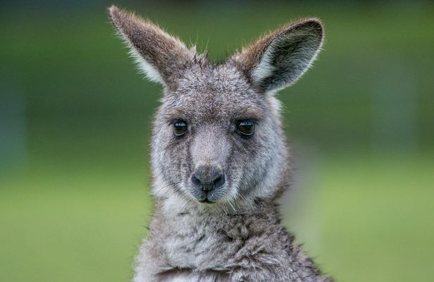 2-Day Melbourne to Adelaide Tour via Great Ocean Road Grampians
