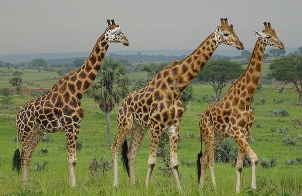 Two days sipi falls and Pian upe Nataional Game reserve in Uganda
