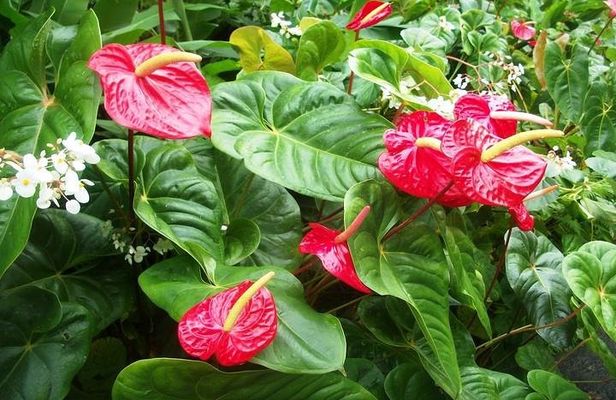 Montreal Gardens Tour with Trubb Taxi Tours