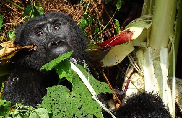 3 Days Gorilla Tracking experience - Bwindi Forest