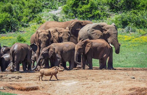 7 Day Garden Route to Addo, Cape Point and Winelands Combo tour