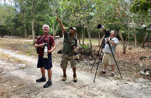 Mahahual and Costa Maya Birdwatching