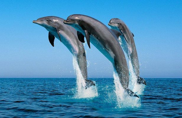 Dolphin Tour
