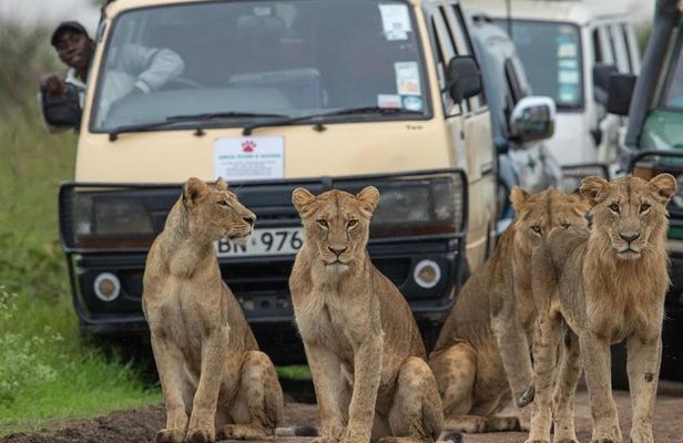 3 Days 2 Nights Masai Mara Joining Safari From Nairobi