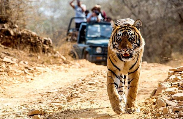 6 Days Golden Triangle with Ranthambore Tiger Safari