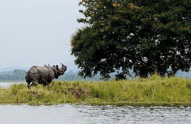 4D/3N Kaziranga safari special