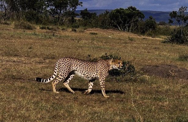 3-DAY Best Maasai Mara Safari (POPULAR)