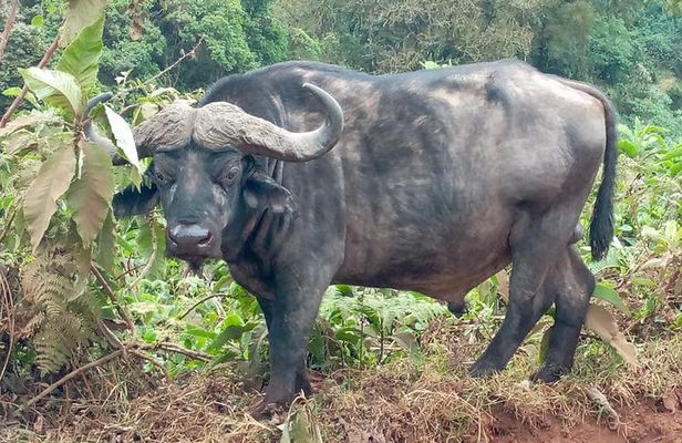 Ngorongoro Day Trip From Arusha / Kilimanjaro
