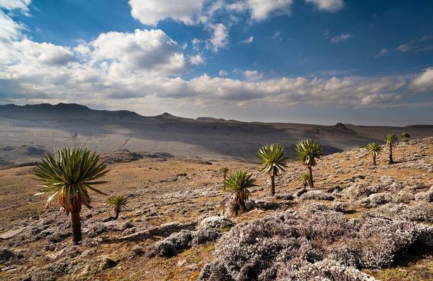 8 Days Trekking Bale Mountains