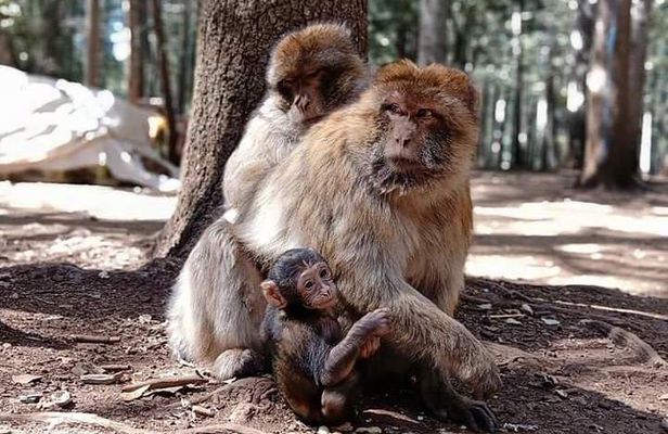 Day Trip From Fez To The Middle Atlas Mountain IMOUZAR IFRANE AZROU( Private )