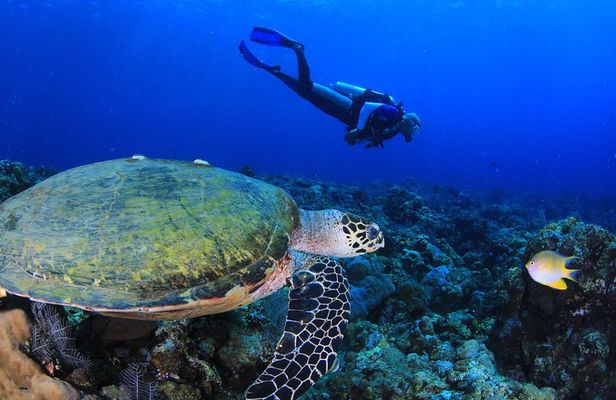 Discover Scuba Diving