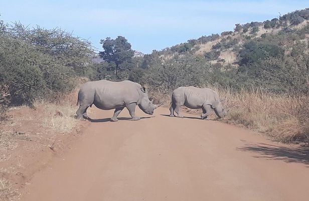 Pilanesberg national park full-day guided tour