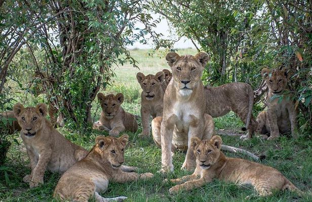 5 Days Masai Mara, Lake Naivasha, Lake Nakuru Safari