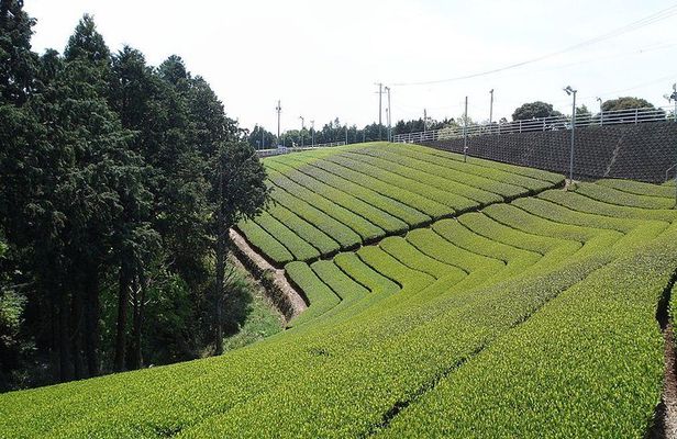 Full-day Cameron Highlands & Batu Caves Tour from Kuala Lumpur