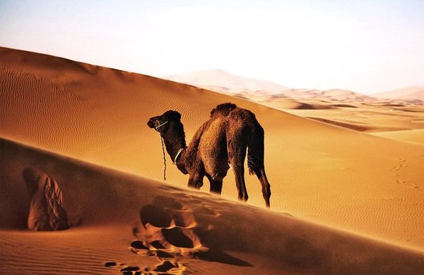 Best 6 days Cairo Luxor, Alexandria ,Egyptian Sahara