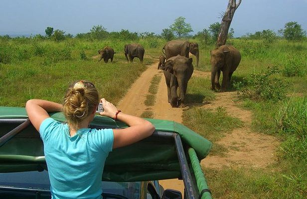 Day tour to Udawalawe from Colombo