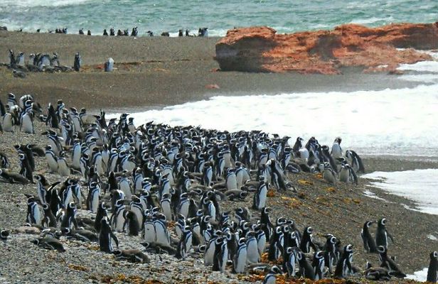 Ushuaia: Beagle Channel Navigation to the Penguin Colony