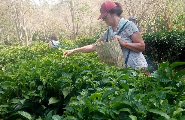 Chiang Mai Private Tour with Tea Plantation, Karen Village, Doi Suthep