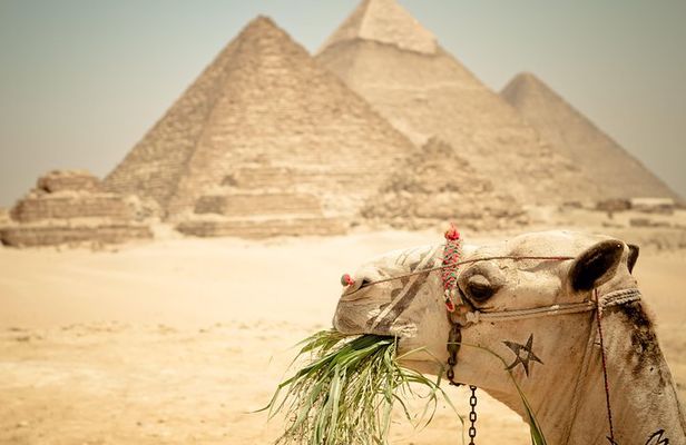 Camel Ride around the Pyramids During Sunrise Or Sunset