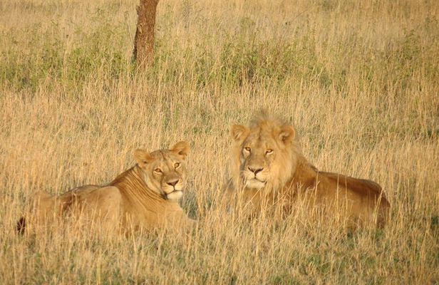 06 Days, 05 Nights Safari To Tarangire, Lake Manyara, Serengeti And Ngorongoro