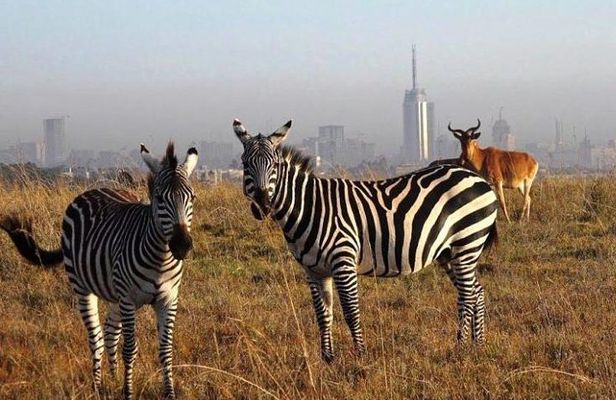Nairobi national park half day tour