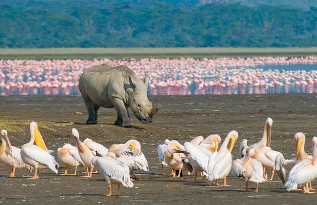 4 Days Masai Mara & L. Nakuru National Park Experience