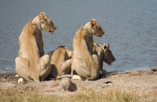 Hluhluwe/iMfolozi Game Reserve Full Day Game Drive